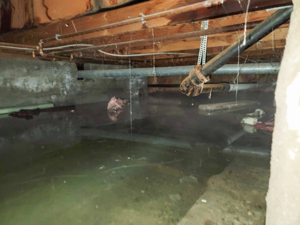 Best Mold removal after water damage  in Carney, MD